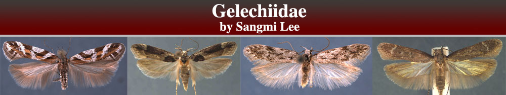 Gelechiidae