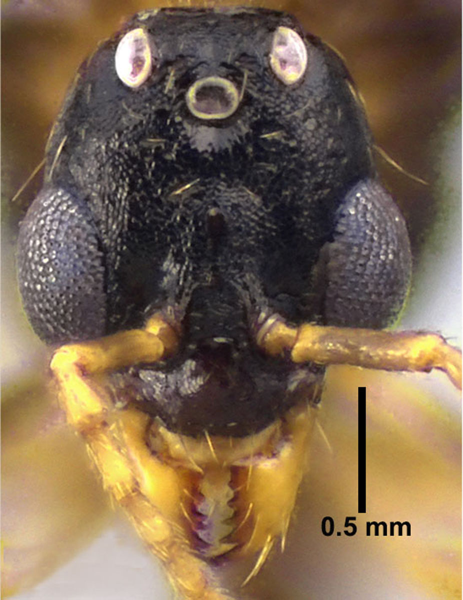 Aphaenogaster picea male head Aphaenogaster picea male head