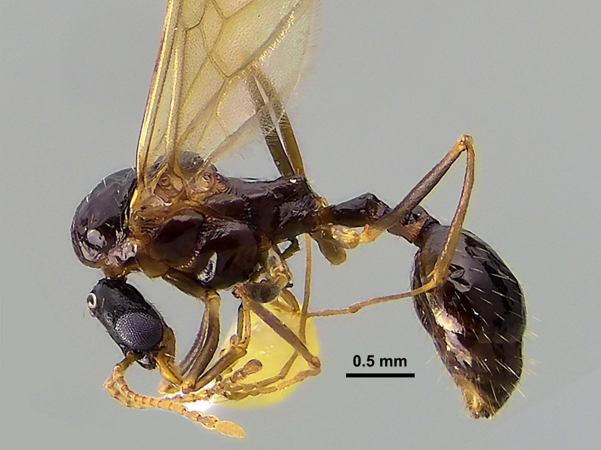 Aphaenogaster picea male side view Aphaenogaster picea male side view