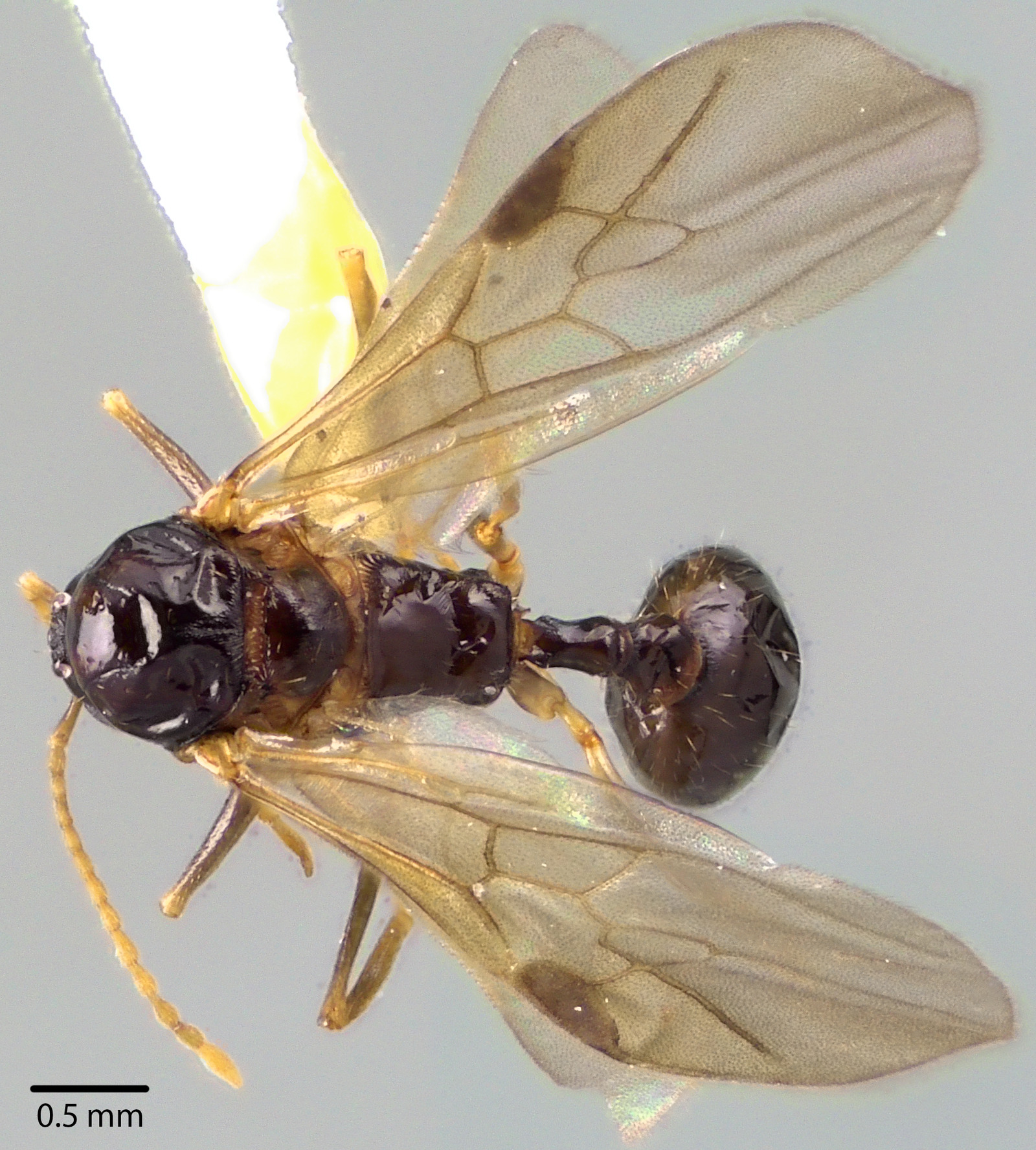 Aphaenogaster picea male top Aphaenogaster picea male top