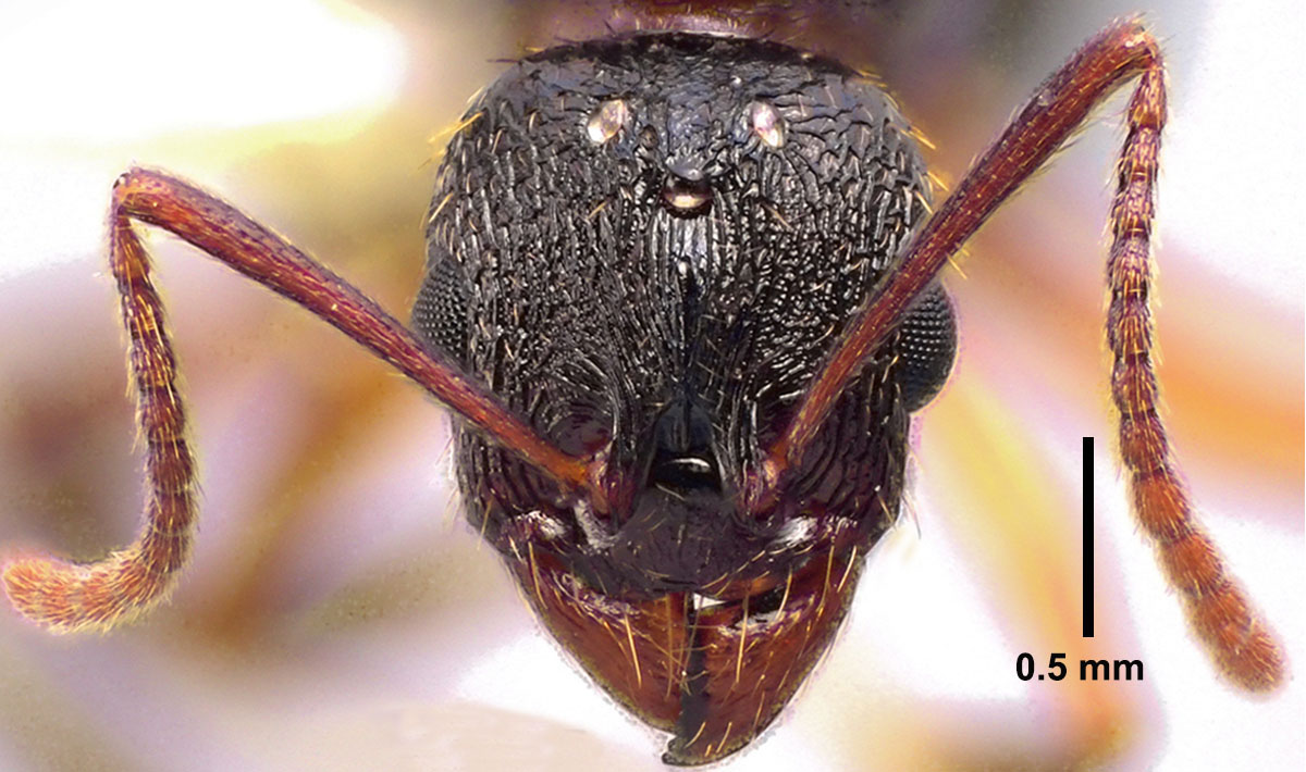 Aphaenogaster picea, full face view of dealate queen. Aphaenogaster picea, full face view of dealate queen.