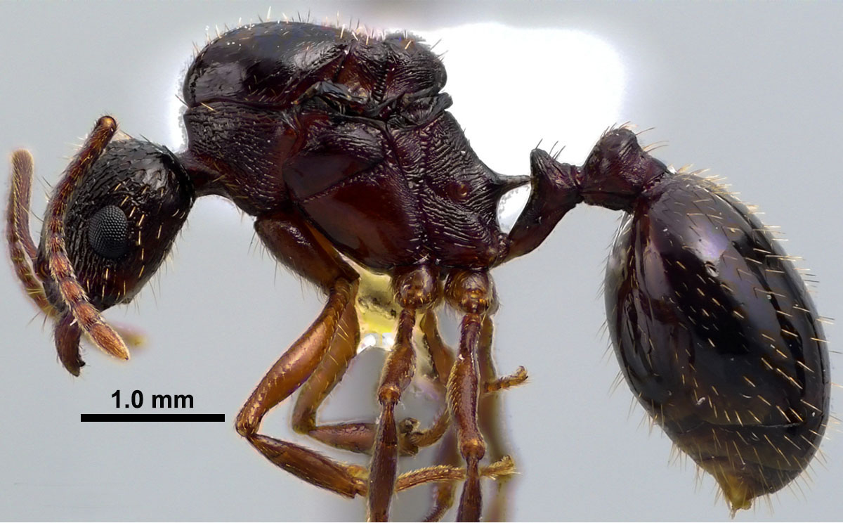 Aphaenogaster picea, lateral view of dealate queen. Aphaenogaster picea, lateral view of dealate queen.