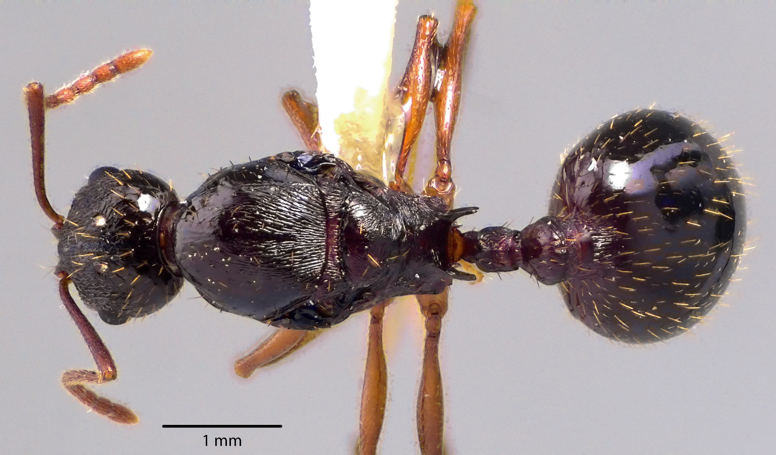 Aphaenogaster picea queen top