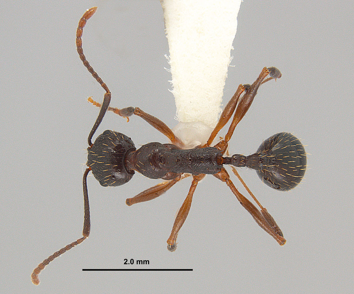 Aphaenogaster picea worker top view Aphaenogaster picea worker top view