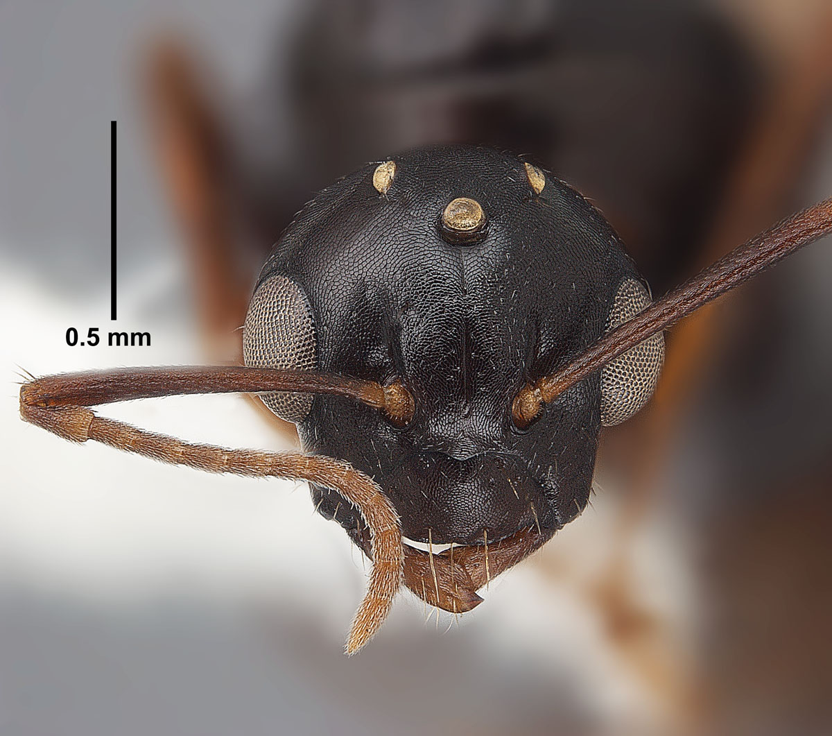 Camponotus caryae male head Camponotus caryae male head