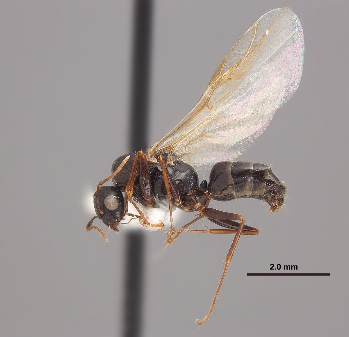 Camponotus caryae male side Camponotus caryae male side