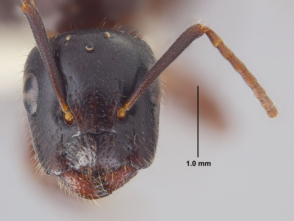 Camponotus caryae queen face Camponotus caryae queen face