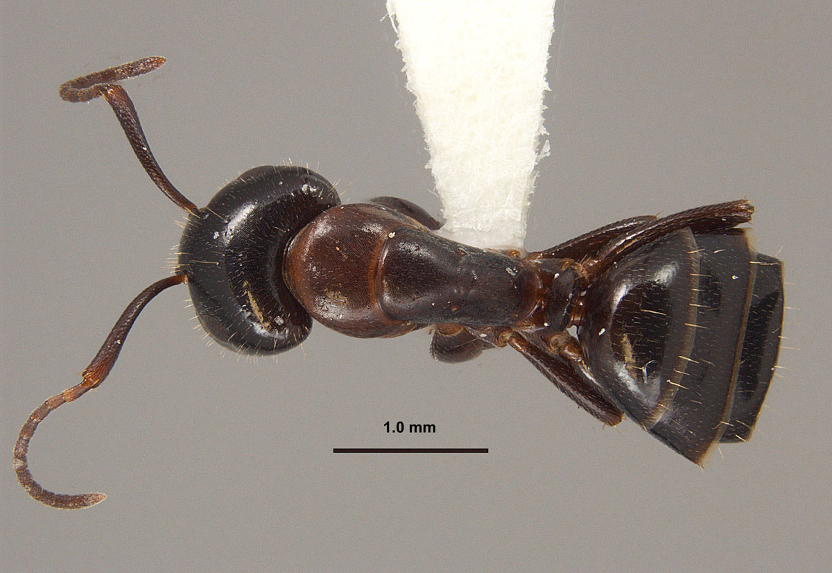 Camponotus caryae worker dorsal view Camponotus caryae