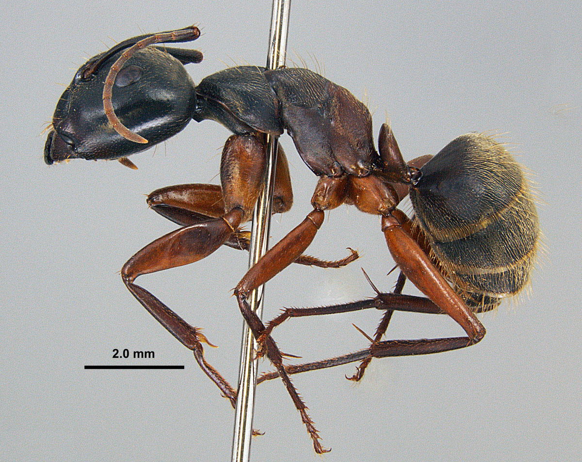 Camponotus chromaiodes, lateral view of major worker Camponotus chromaiodes, lateral view of major worker