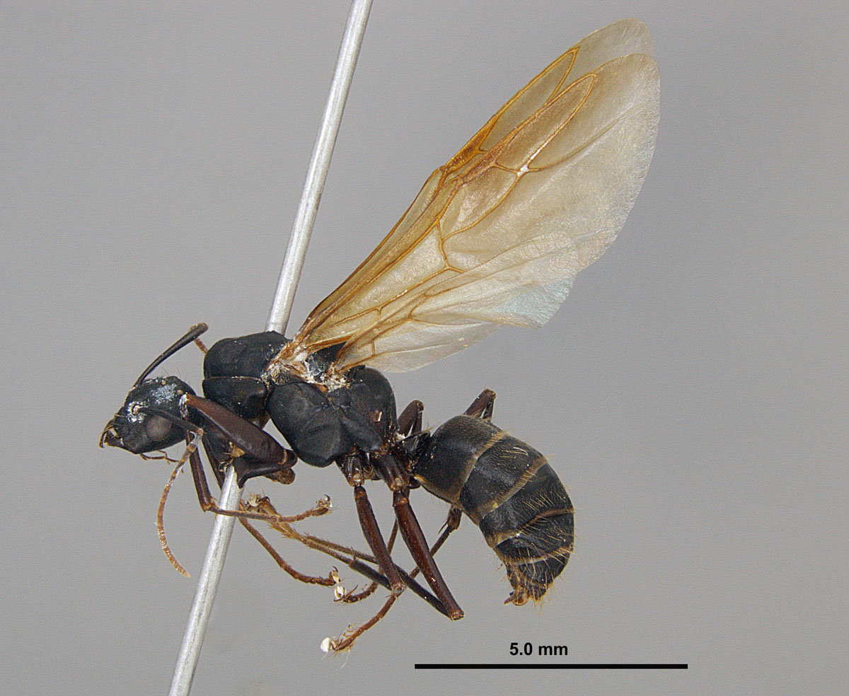 Camponotus chromaiodes, full face view of a male. Camponotus chromaiodes, full face view of a male.