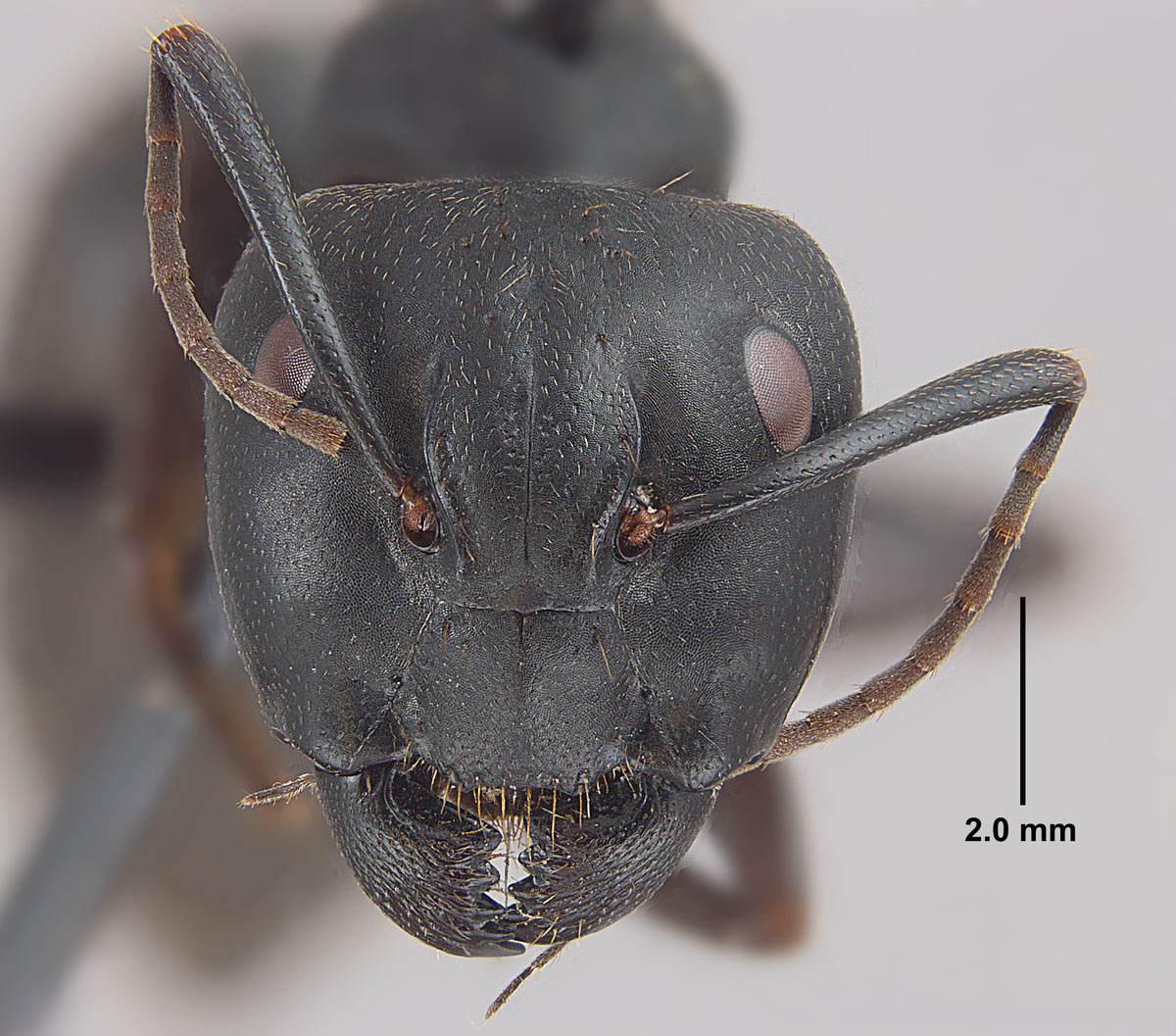 Camponotus pennsylvanicus, full face view of major worker Camponotus pennsylvanicus, full face view of major worker