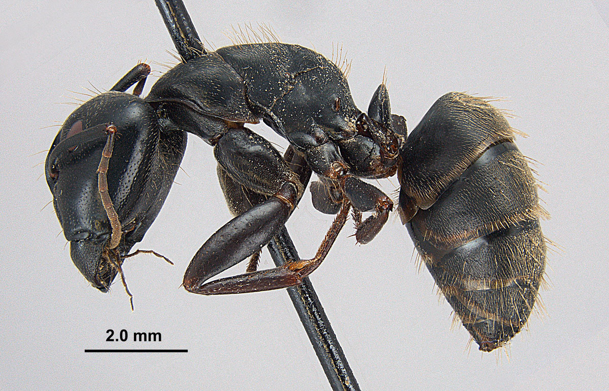 Camponotus pennsylvanicus, lateral view of major worker Camponotus pennsylvanicus, lateral view of major worker