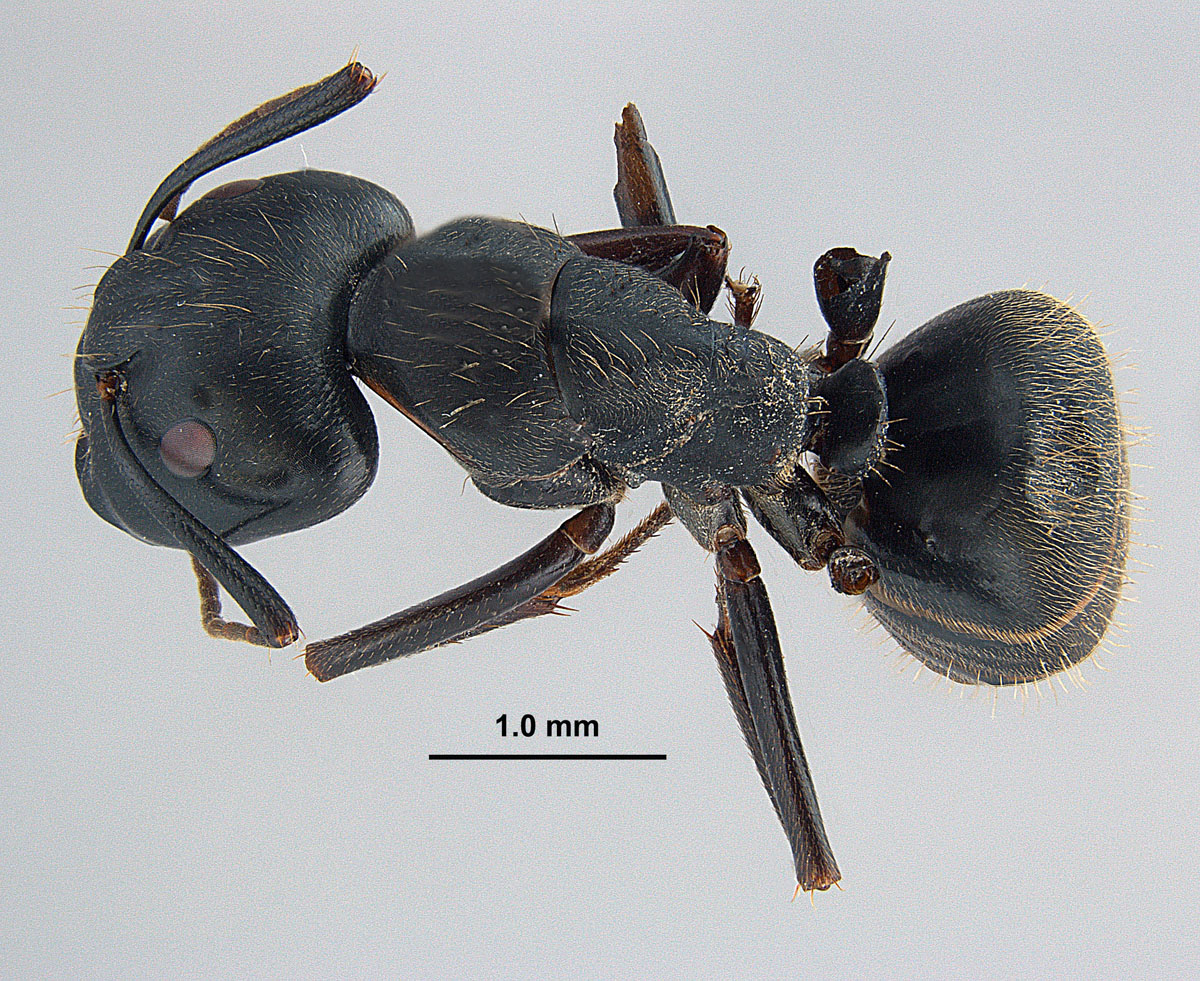 Camponotus pennsylvanicus, dorsal view of major worker Camponotus pennsylvanicus, dorsal view of major worker