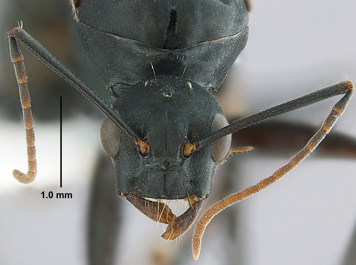 Camponotus pennsylvanicus, full face view of a male. Camponotus pennsylvanicus, full face view of a male.