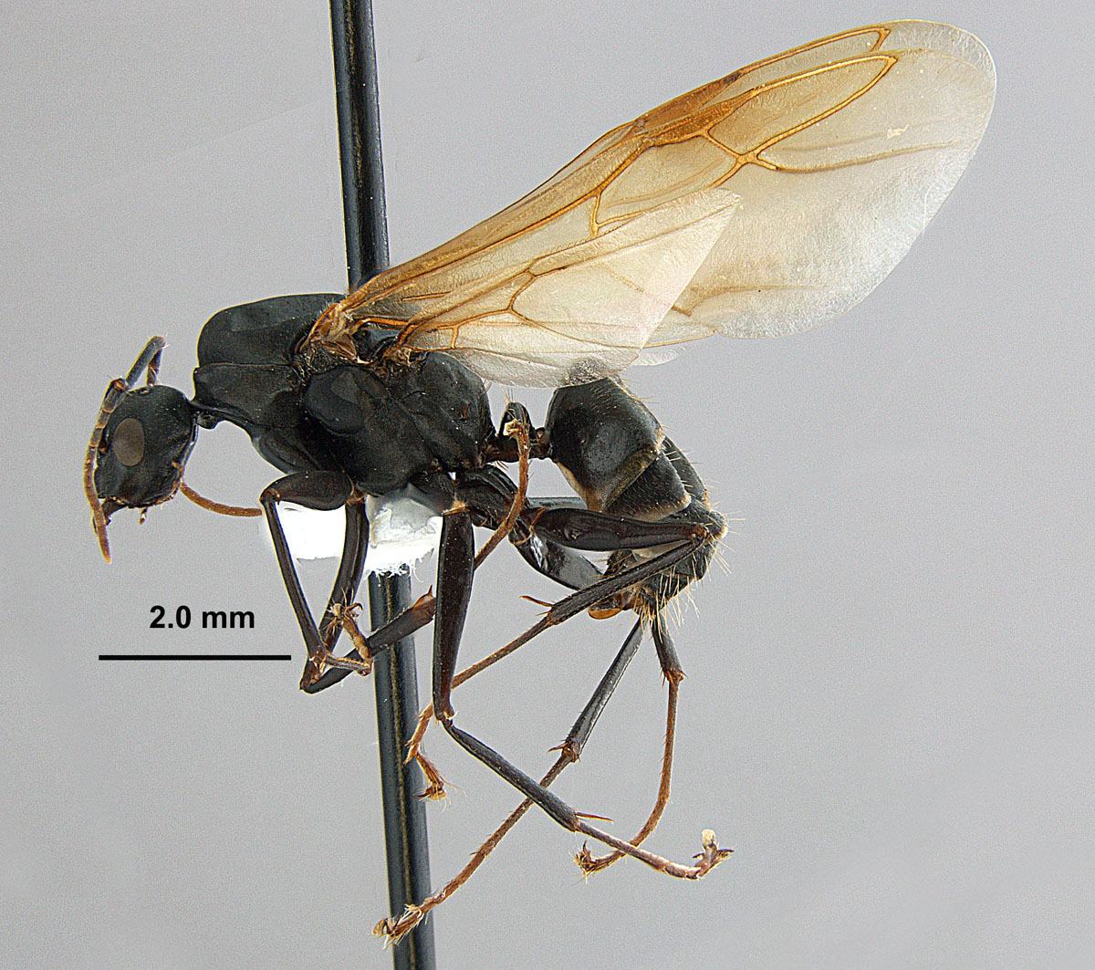 Camponotus pennsylvanicus, lateral view of a male ( Camponotus pennsylvanicus, lateral view of a male (