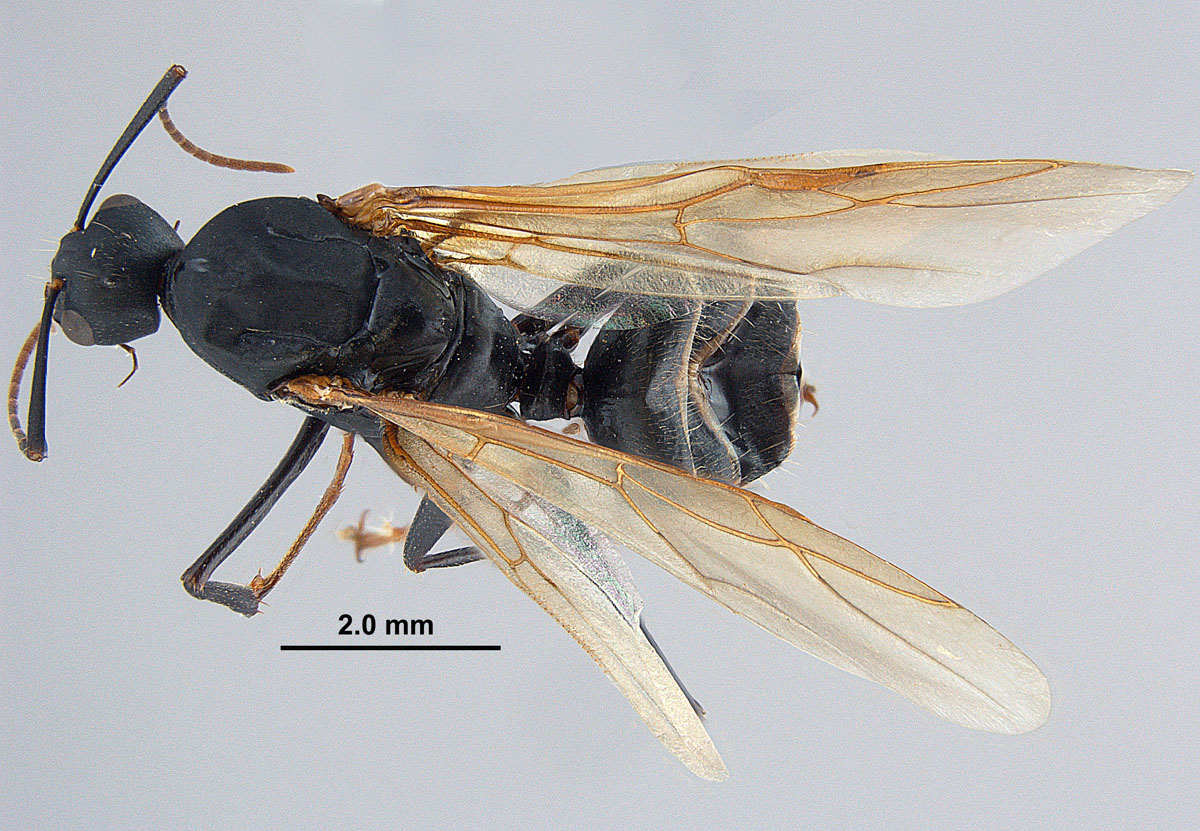 Camponotus pennsylvanicus, dorsal view of a male Camponotus pennsylvanicus, dorsal view of a male