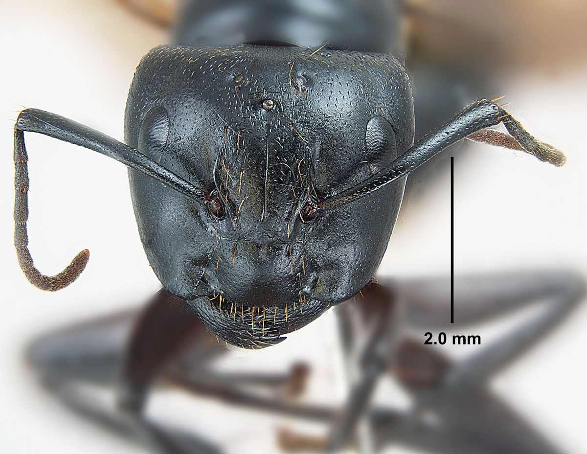 Camponotus pennsylvanicus, full face view of a queen Camponotus pennsylvanicus, full face view of a queen