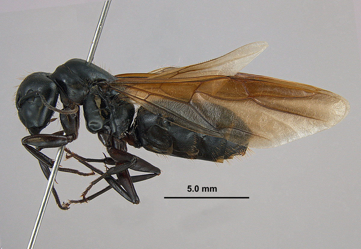 Camponotus pennsylvanicus, lateral view of an alate queen Camponotus pennsylvanicus, lateral view of an alate queen