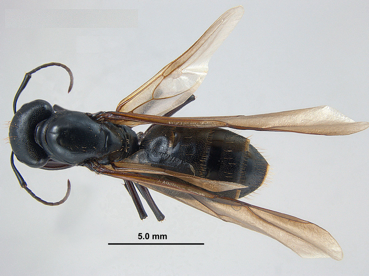 Camponotus pennsylvanicus, dorsal view of an alate queen Camponotus pennsylvanicus, dorsal view of an alate queen