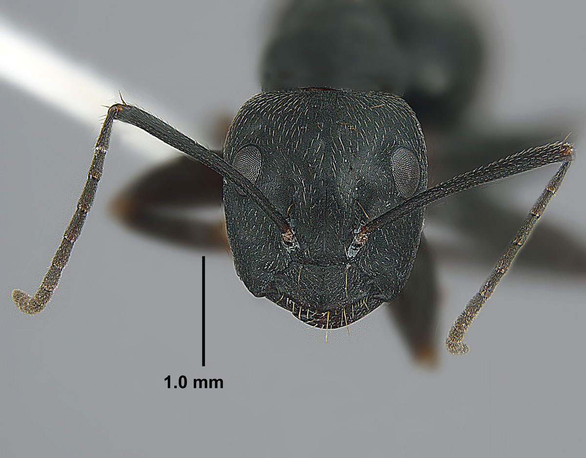Camponotus pennsylvanicus, full face view of minor worker Camponotus pennsylvanicus, full face view of minor worker