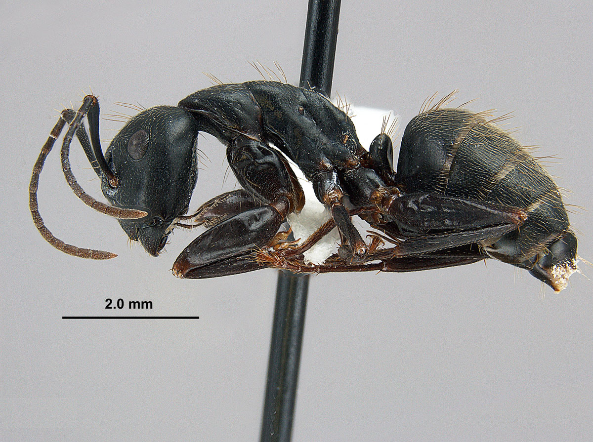 Camponotus pennsylvanicus, lateral view of minor worker Camponotus pennsylvanicus, lateral view of minor worker