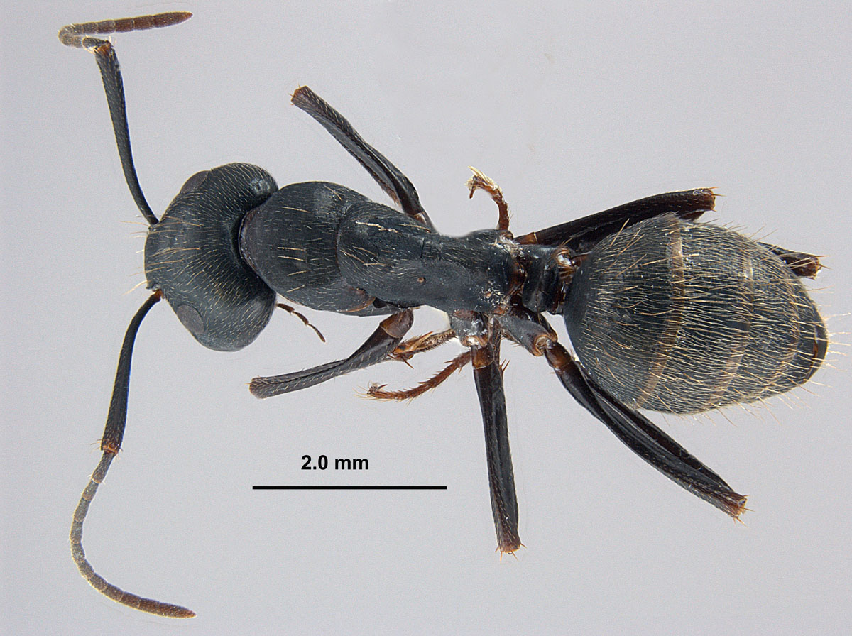 Camponotus pennsylvanicus, dorsal view of minor worker Camponotus pennsylvanicus, dorsal view of minor worker